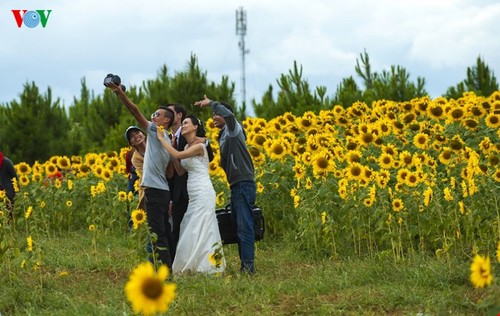 Les tournesols à Dalat - ảnh 8